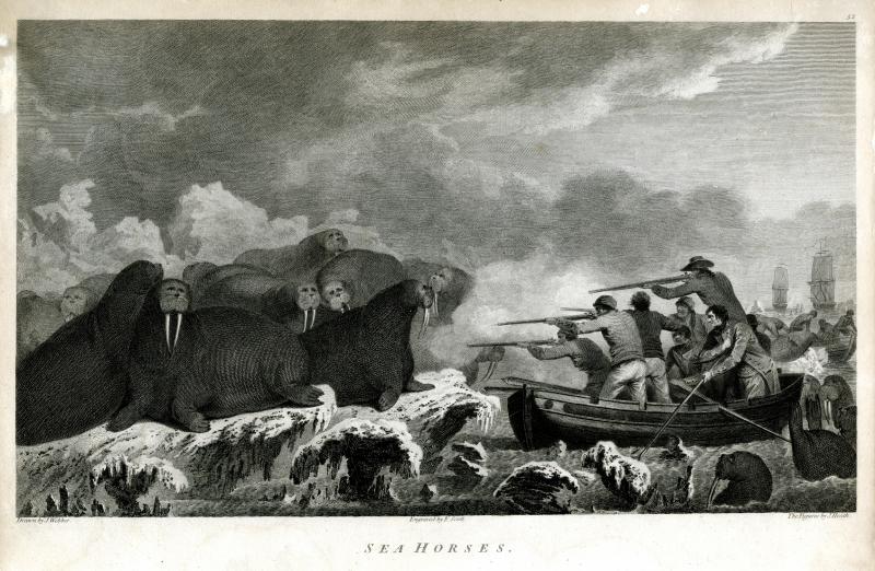 John Ledyard described hunting sea-horses (walruses) in the Arctic Ocean